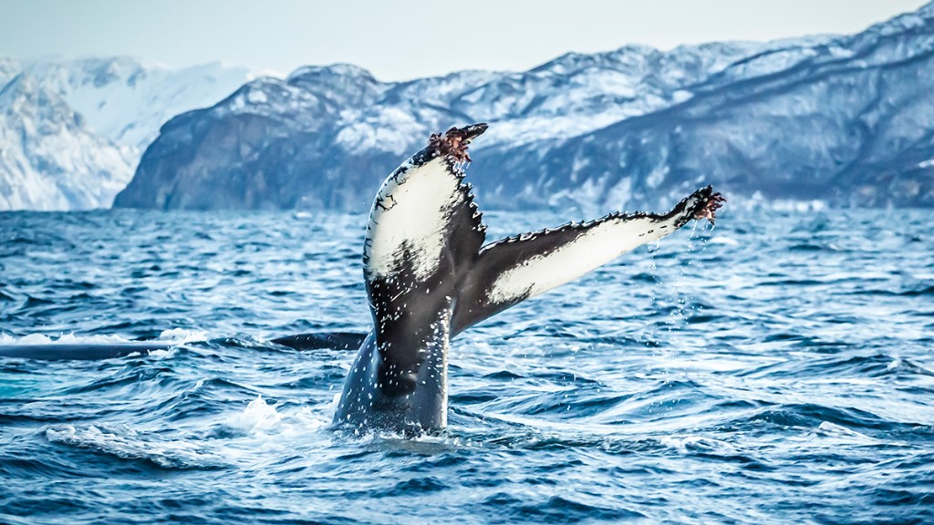 Walvis spotten, Noorwegen