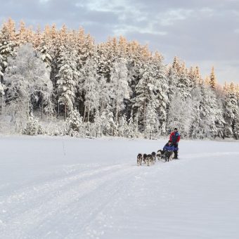 hondensleeën