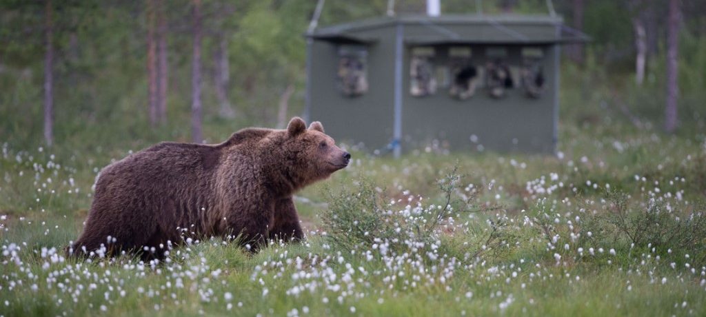 Artic safari Basecamp, Oost Finland