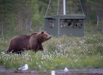 Artic safari Basecamp, Oost Finland