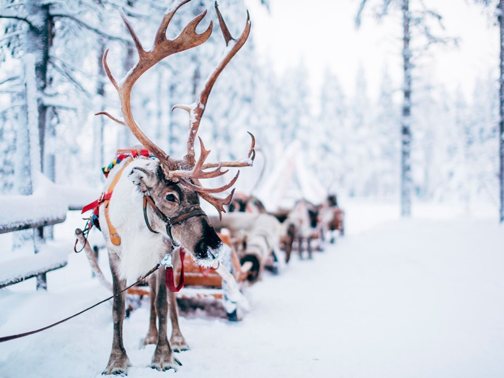 Lapland reizen, Arctic Treehouse Hotel, Fins Lapland, Finland