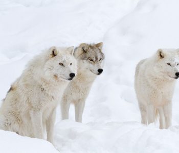 Arctische wolf
