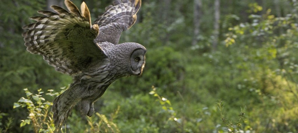 Wildernis Lodge, Taiga wouden, Oost-Finland