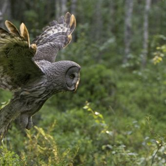 Wildernis Lodge, Taiga wouden, Oost-Finland