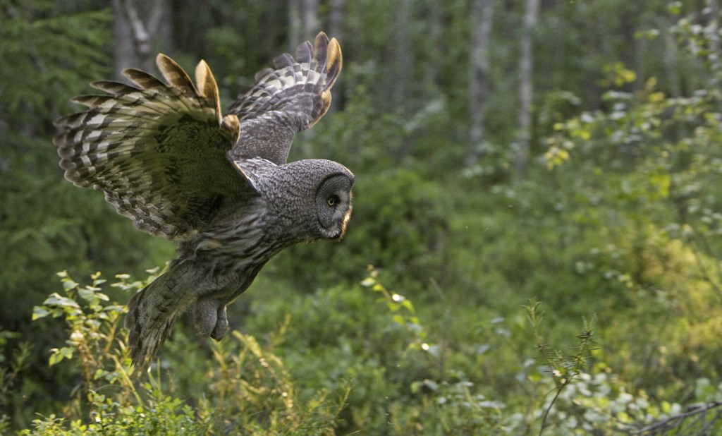 Wildernis Lodge, Taiga wouden, Oost-Finland