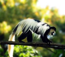 Colobus aap, Arusha National Park