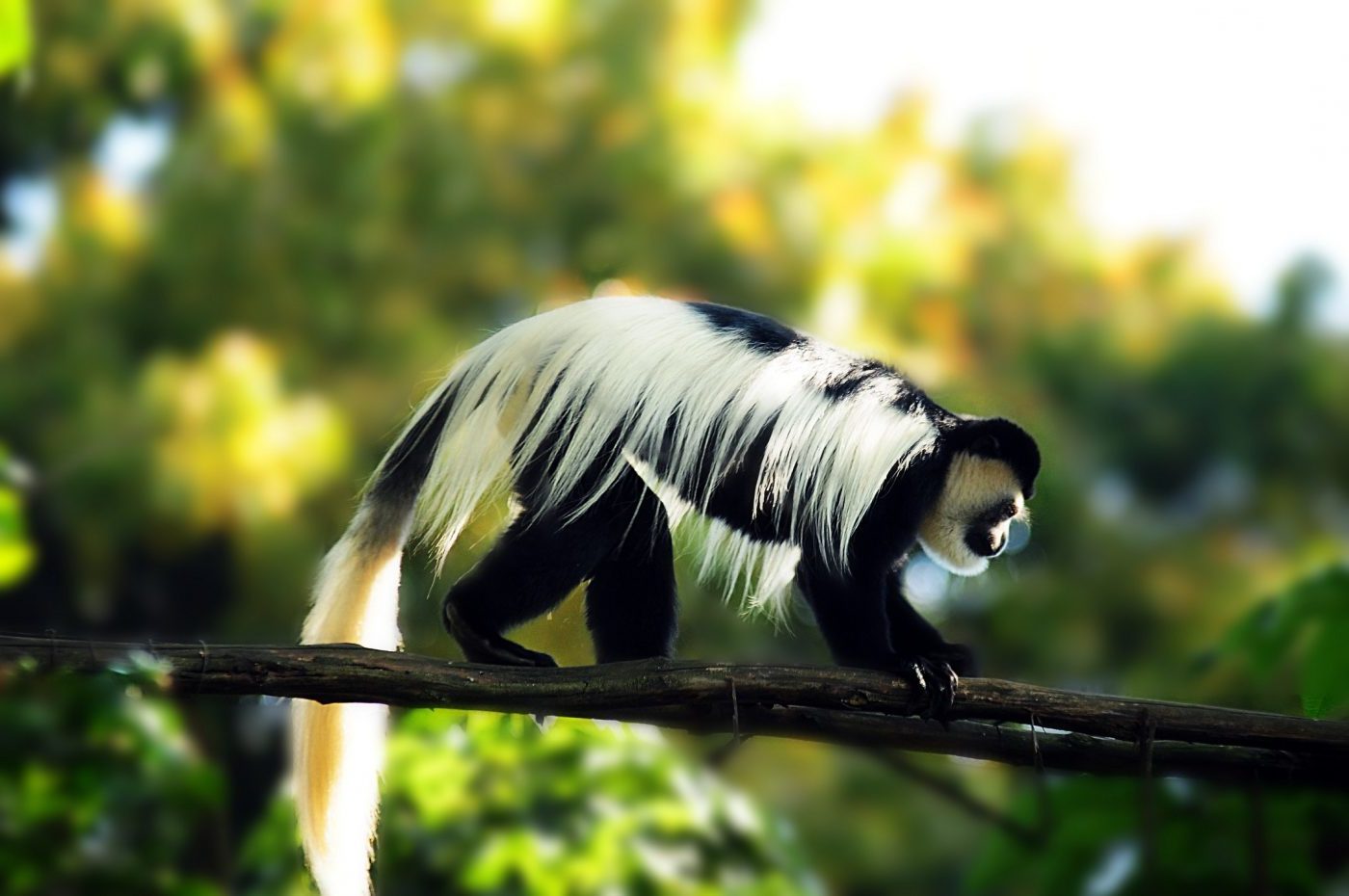 Colobus aap, Arusha National Park