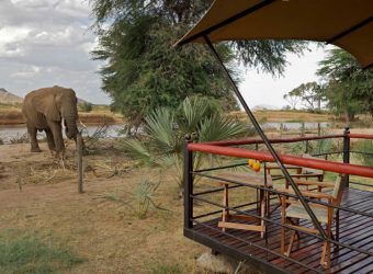 Terras met olifant