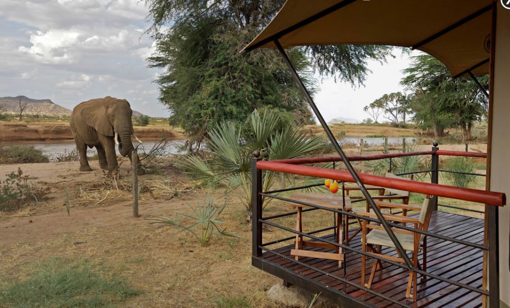 Terras met olifant