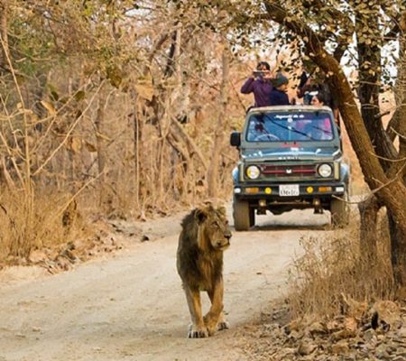 Jungle safari