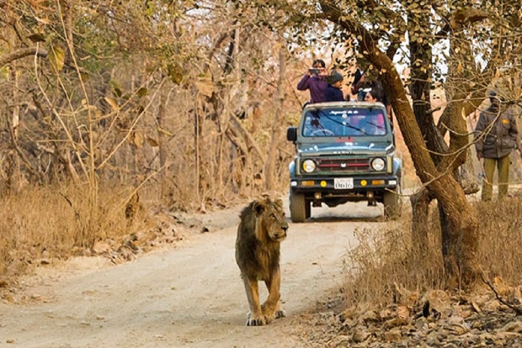 Jungle safari