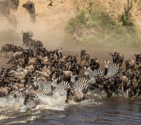 Wildebeest migratie