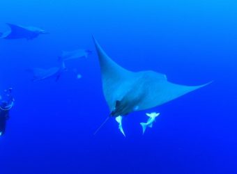 Zwemmen met haaien en grote zeedieren