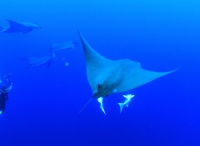 Zwemmen met haaien en grote zeedieren