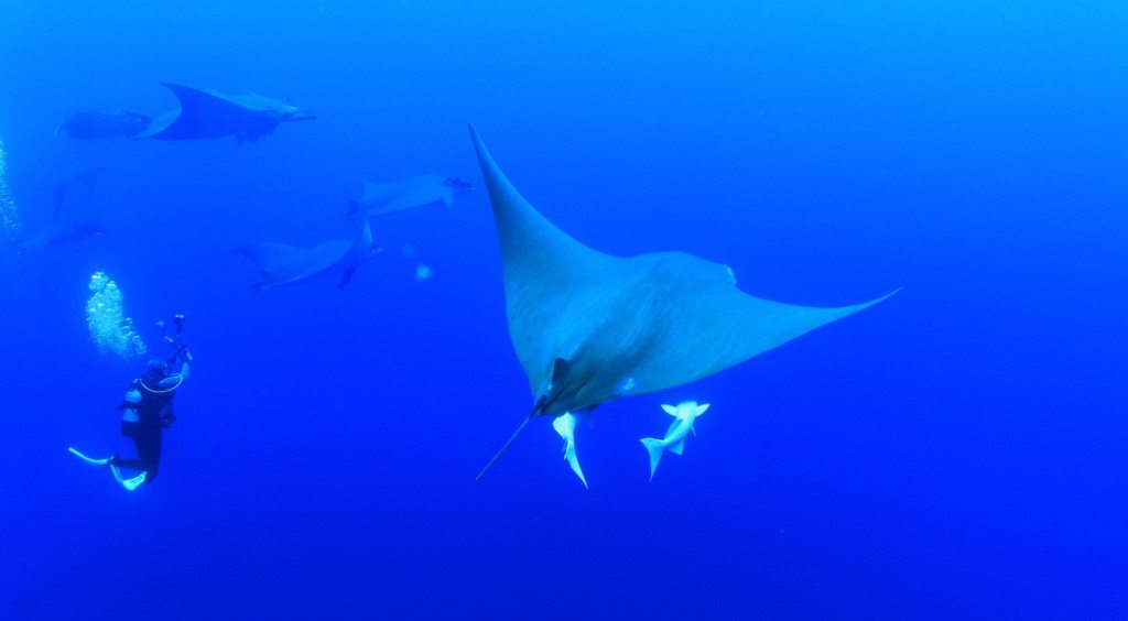 Zwemmen met haaien en grote zeedieren