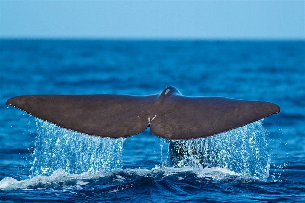 Walvissen spotten in de Azoren, walvissen safari Faial