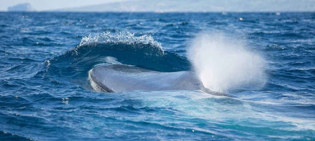 Blauwe vinvis migratie groepsreis