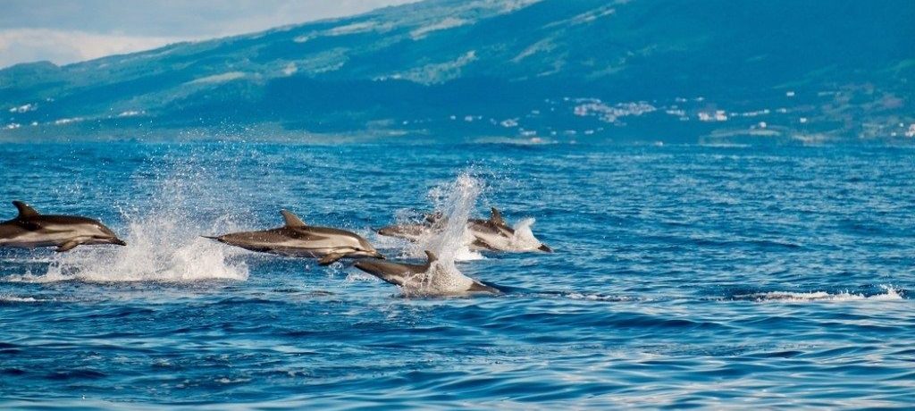 Walvissen spotten groepsreis Pico, gewone dolfijnen