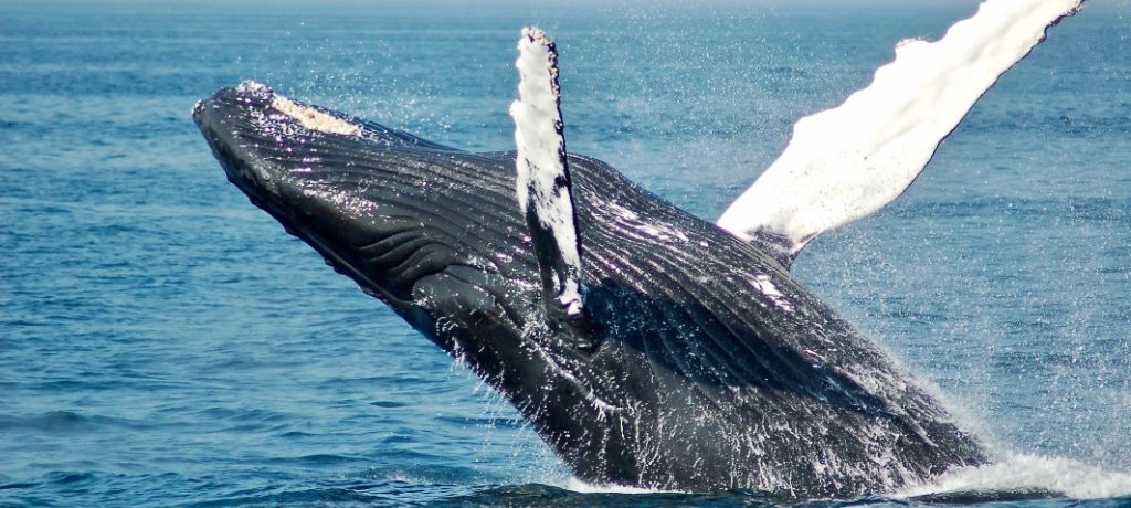 De walvissen van Madalena Bay