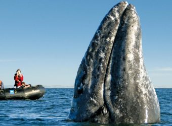 Baja California, Magdalena Bay