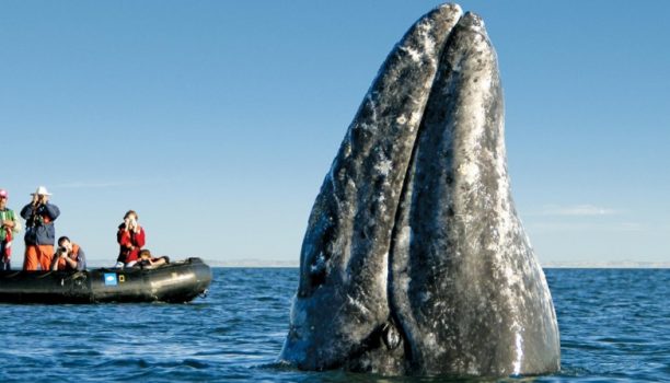 Baja California, Magdalena Bay