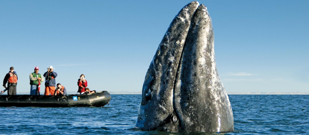 Baja California, Magdalena Bay