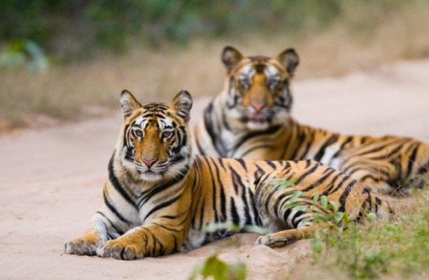 Bandhavgarh