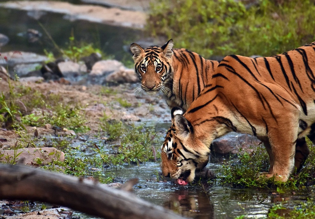 Tijgers, Bandhavgarh Jungle Lodge