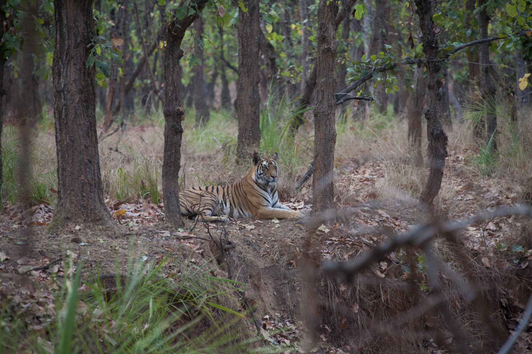 Bandhavgarh National Park