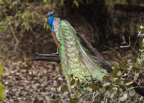 Blauwe pauw, Bandhavgarh National Park