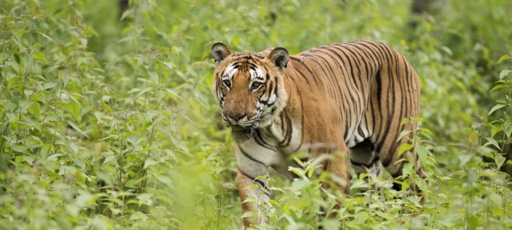 Tijger, Bandipur National Park, India - Shutterstock Bandipur National Park