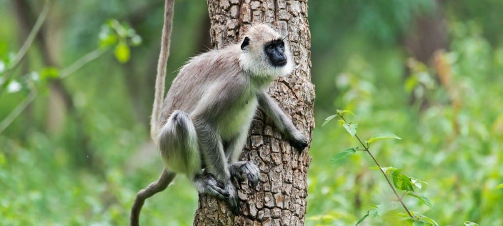 Bandipur National Park, India - Shutterstock Bandipur National Park