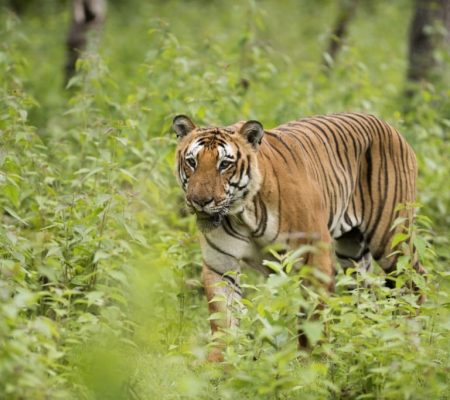 Bandipur National Park