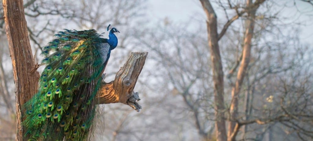 Pauw, Bandipur National Park, India - Shutterstock Bandipur National Park