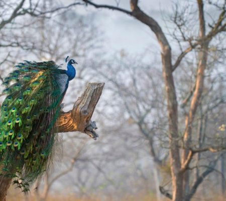 Bandipur National Park
