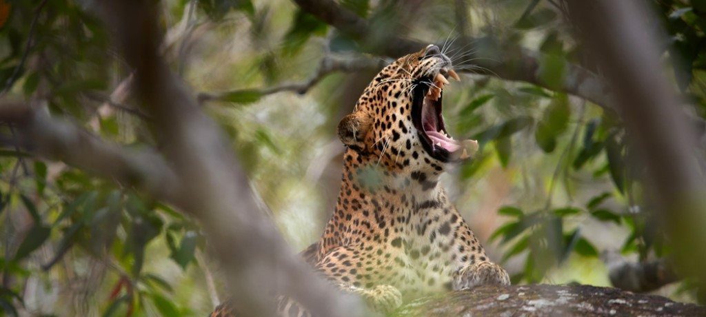 Suklaphanta