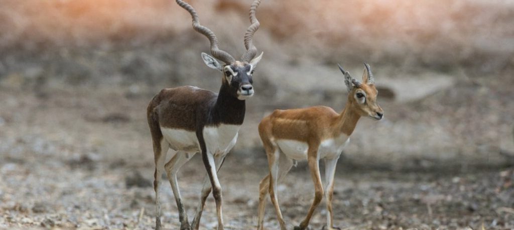 Indische antilope