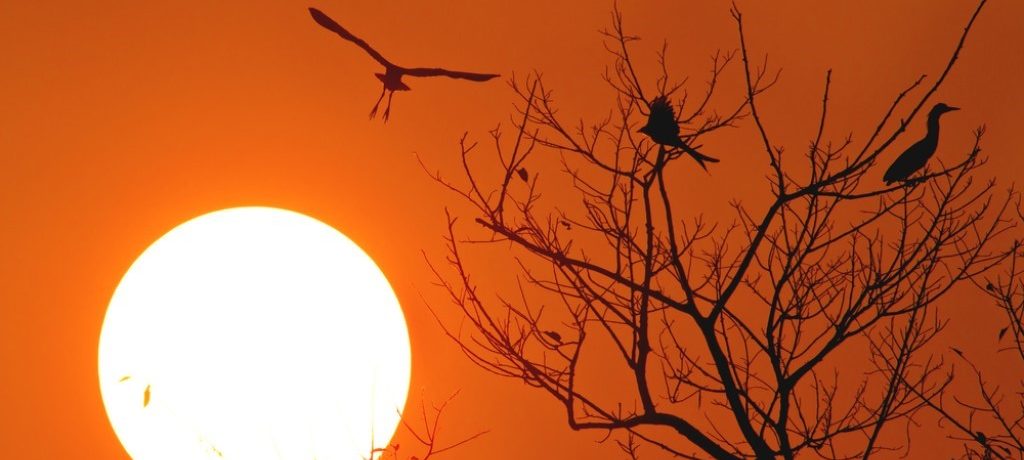 Bardia National Park