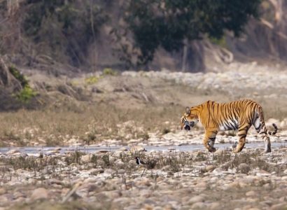 Tijgers en neushoorns in Nepal