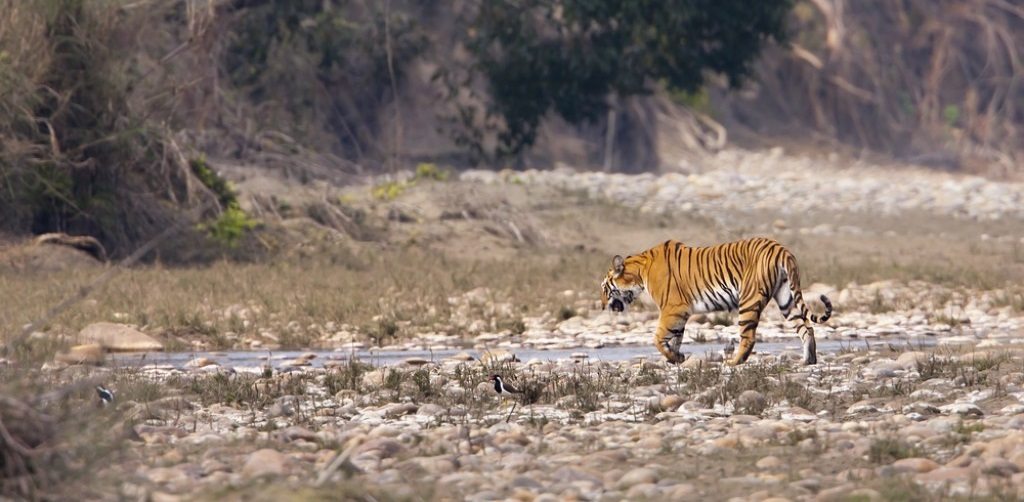 Tijgers en neushoorns in Nepal