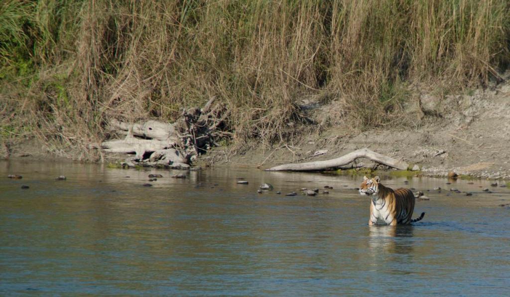 Tijger