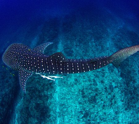 Zwemmen met walvishaaien