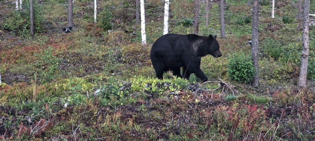 Luxury Bear Cabin, Fins Lapland, Finland