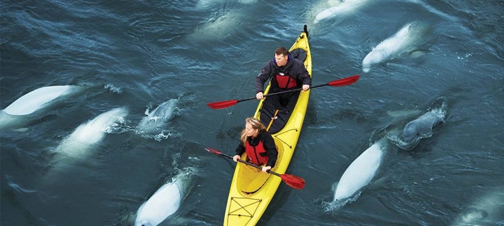 Beluga walvissen