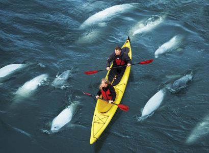 Beluga walvissen