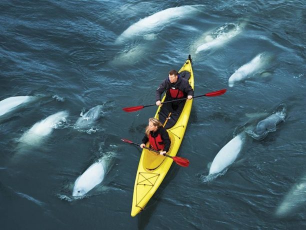 Beluga walvissen