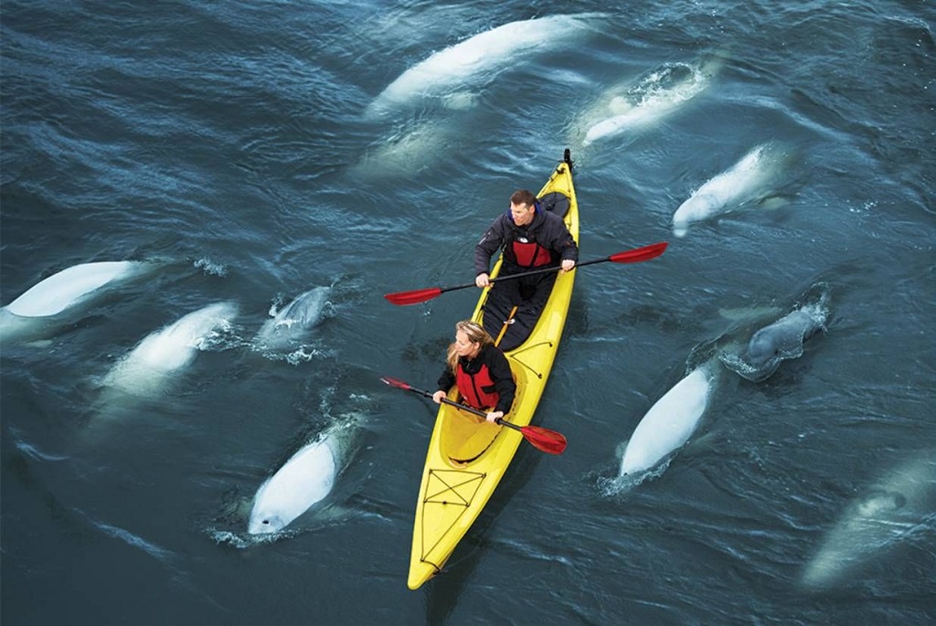 Beluga walvissen