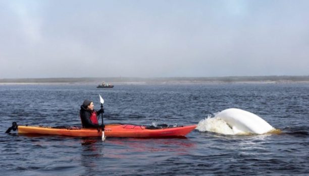 Beluga Churchill