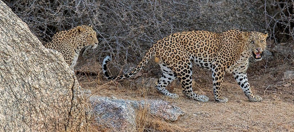 Bera Leopard Lodge, West India, Luxe reis India; tijgers, luipaarden en strand Goa