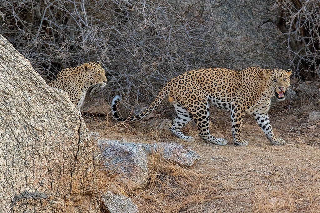 Bera Leopard Lodge, West India, Luxe reis India; tijgers, luipaarden en strand Goa